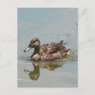 Female Mallard Anka Photo Vykort