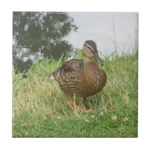 Female Mallard Anka-plattan Kakelplatta