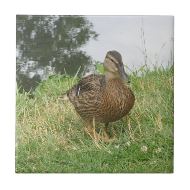 Female Mallard Anka-plattan Kakelplatta (Framsidan)