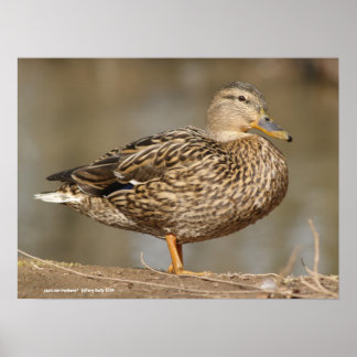 Female Mallard Anka Poster