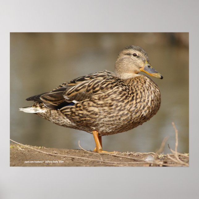 Female Mallard Anka Poster (Framsidan)