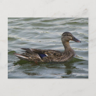 Female Mallard Anka Vykort