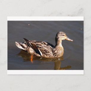 Female Mallard Anka Vykort