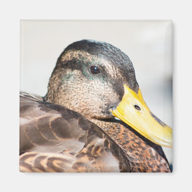 Female Mallard Magnet (Framsidan)