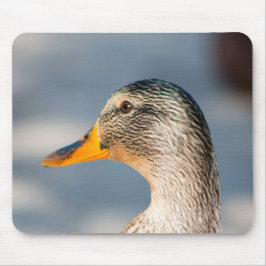 Female Mallard Musmatta