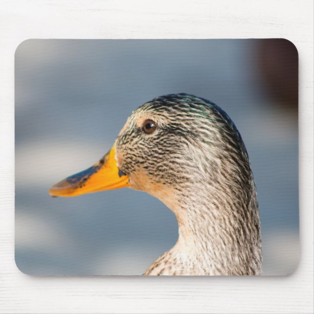Female Mallard Musmatta (Framsidan)