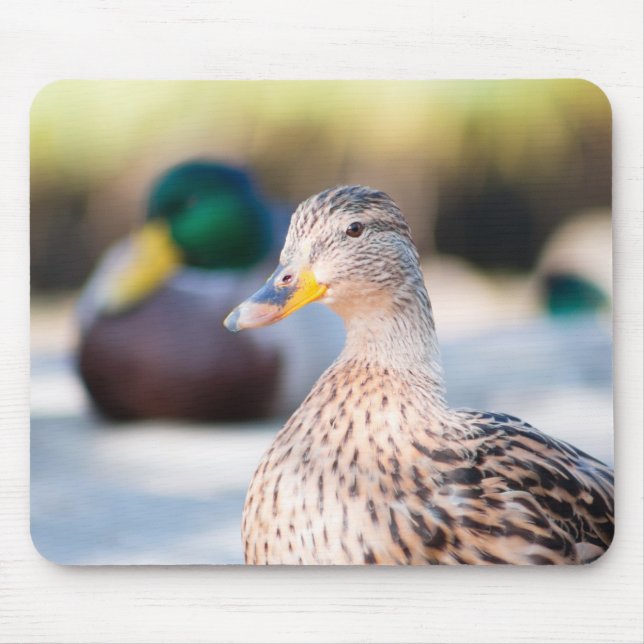 Female Mallard Musmatta (Framsidan)