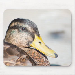 Female Mallard Musmatta