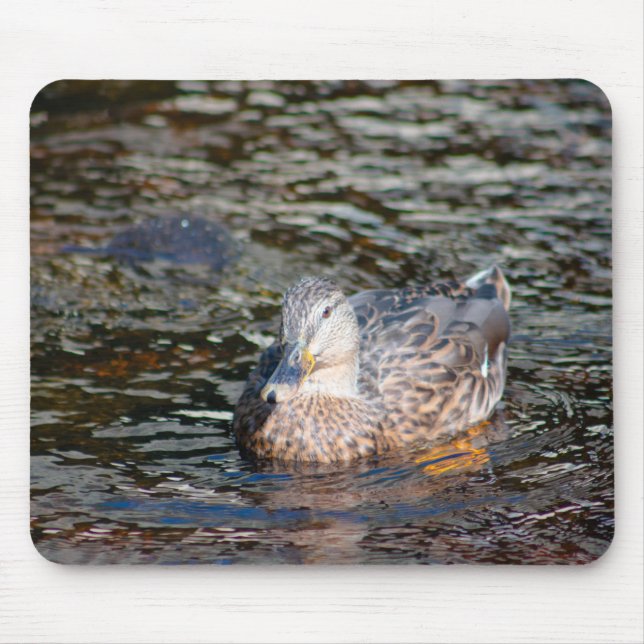 Female Mallard Musmatta (Framsidan)