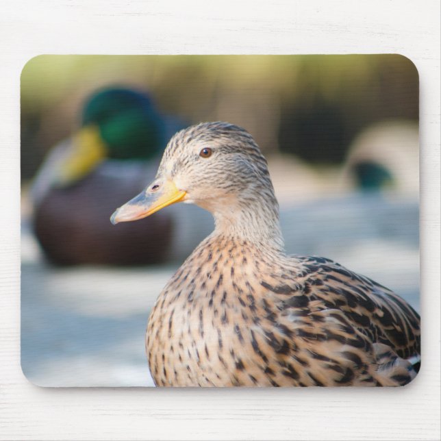 Female Mallard Musmatta (Framsidan)