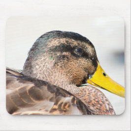 Female Mallard Musmatta