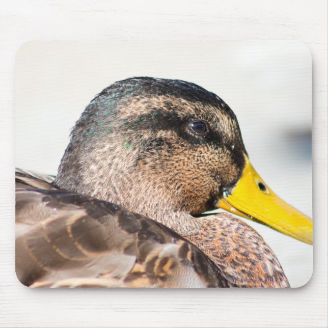 Female Mallard Musmatta (Framsidan)