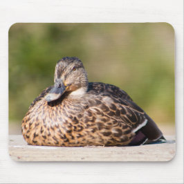 Female Mallard Musmatta