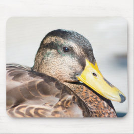 Female Mallard Musmatta