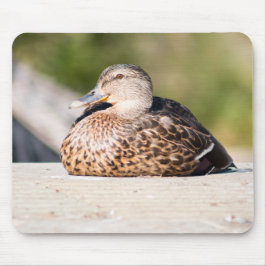 Female Mallard Musmatta