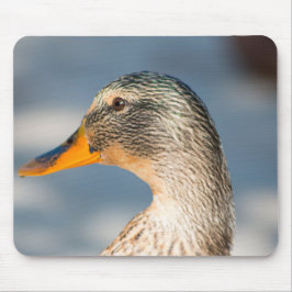 Female Mallard Musmatta
