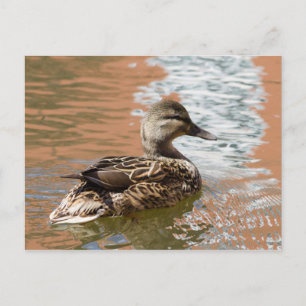 Female Mallard Vykort