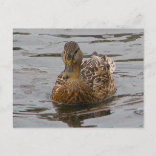 Female Mallard Vykort