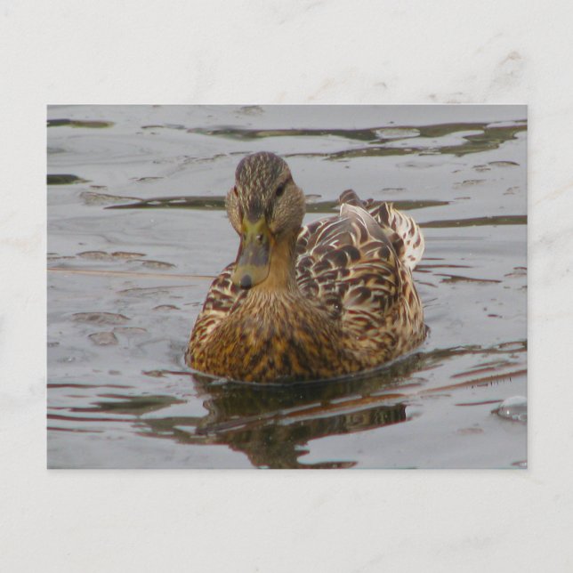 Female Mallard Vykort (Framsida)