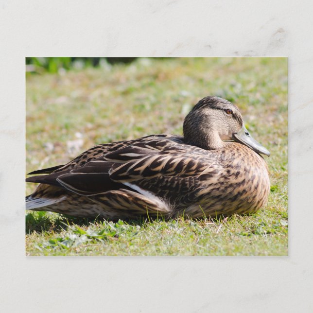 Female Mallard Vykort (Framsida)