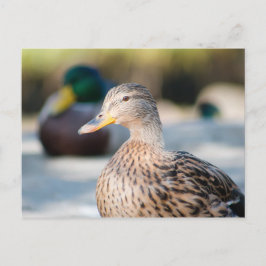 Female Mallard Vykort