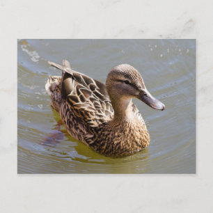 Female Mallard Vykort