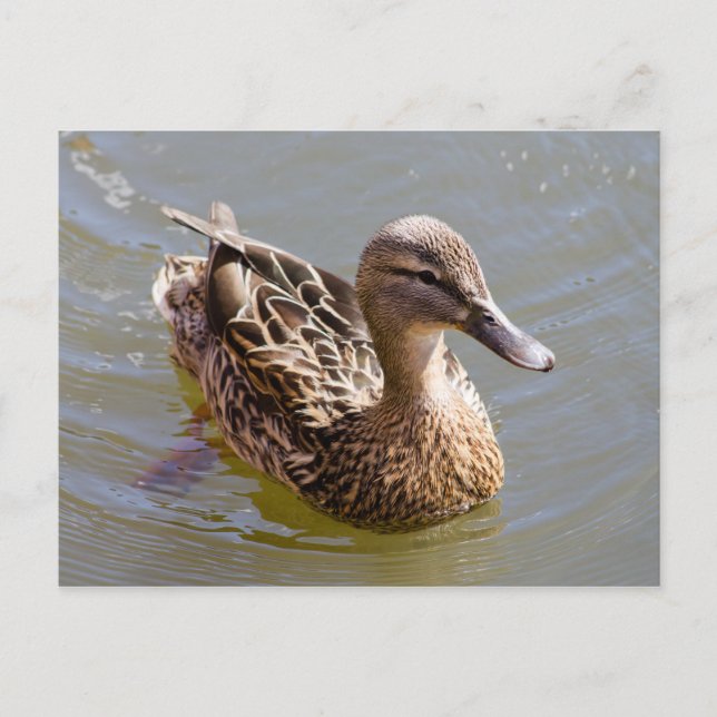 Female Mallard Vykort (Framsida)