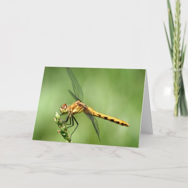 Female Meadow Hawk Notecard Kort (Framsida)