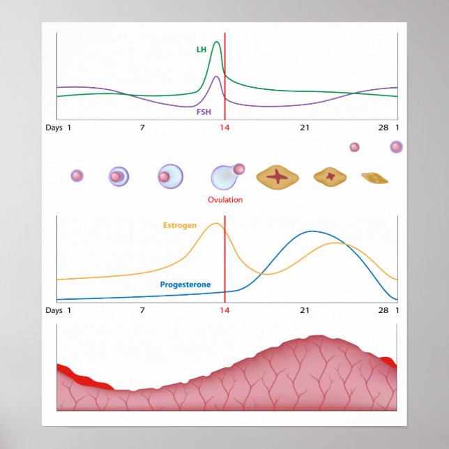 Female menstrual cycle Poster (Framsidan)