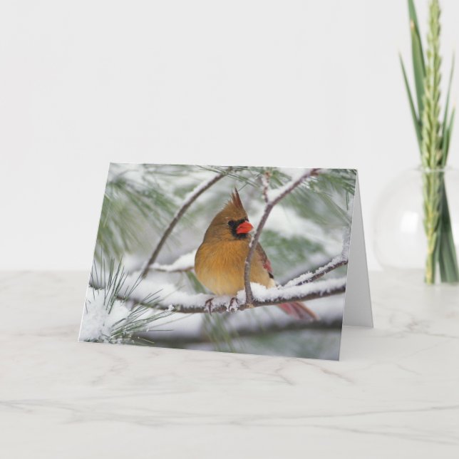 Female Norra kardinal i snowy gräs träd, Kort (Framsida)