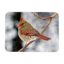 Female norra kardinalmagnet