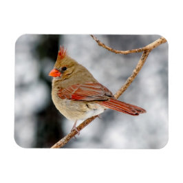 Female norra kardinalmagnet magnet