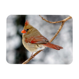 Female norra kardinalmagnet magnet