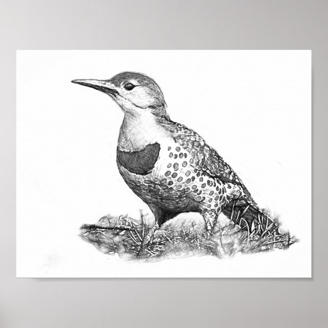 Female Northern Flicker Poster (Framsidan)