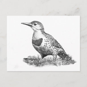 Female Northern Flicker Vykort