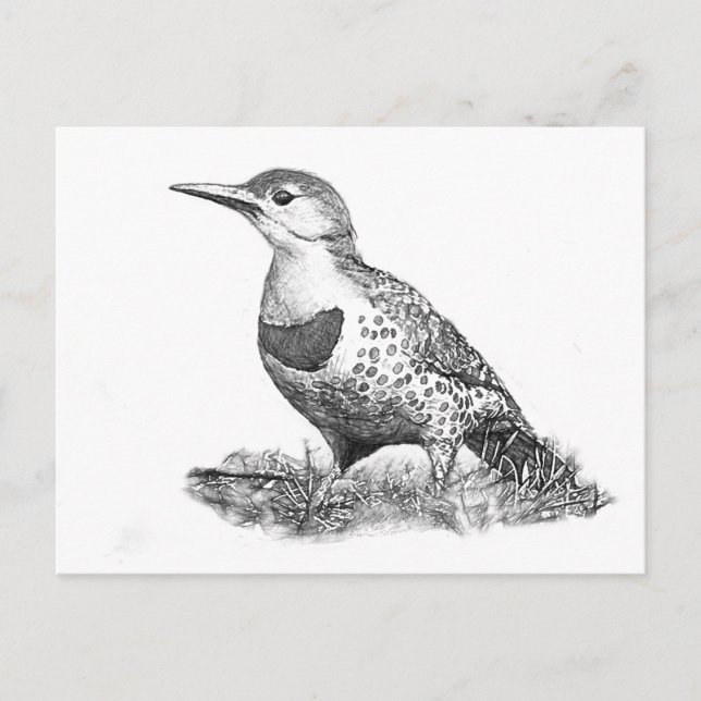 Female Northern Flicker Vykort (Framsida)