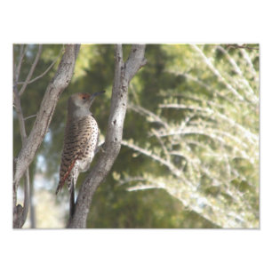 Female Northern Flicker Woodpecker Fototryck