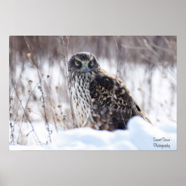 Female Northern Harrier Poster