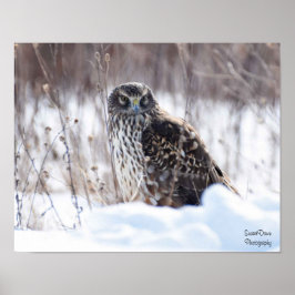 Female Northern Harrier Poster