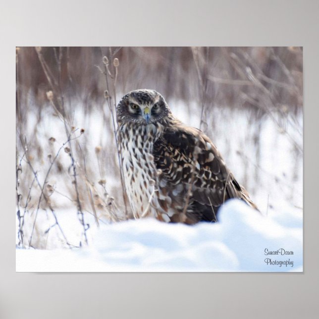 Female Northern Harrier Poster (Framsidan)