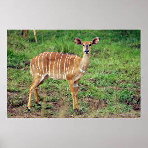 Female Nyala, Hluhluwe-Umfolozi Game Reserve Poster