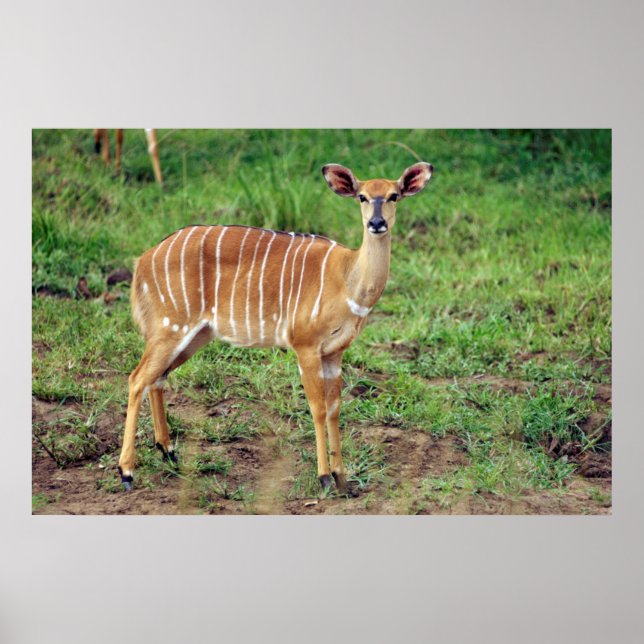 Female Nyala, Hluhluwe-Umfolozi Game Reserve Poster (Framsidan)