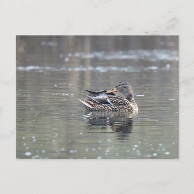 Female of mallard vykort (Framsida)