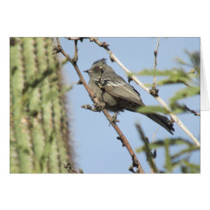 Female Phainopepla OBS Kort