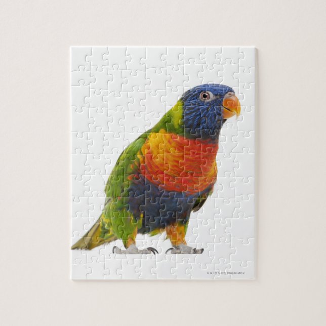 Female Rainbow Lorikeet - Trichoglossus Pussel (Vertikal)