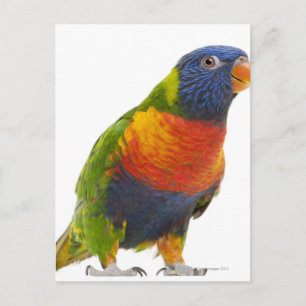 Female Rainbow Lorikeet - Trichoglossus Vykort