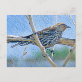 Female Redwing Blackbird Vykort