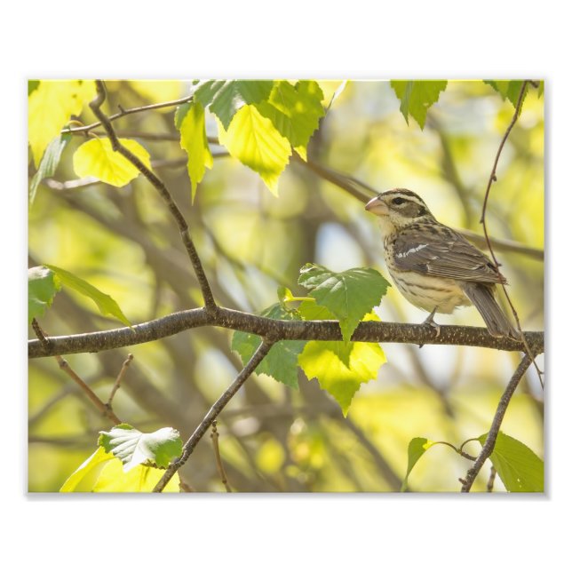 Female Ro Brast Grosbeak Photography Print Fototryck (Framsidan)