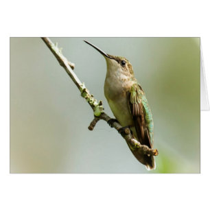 Female Ruby-throated Hummingbird Hälsningskort