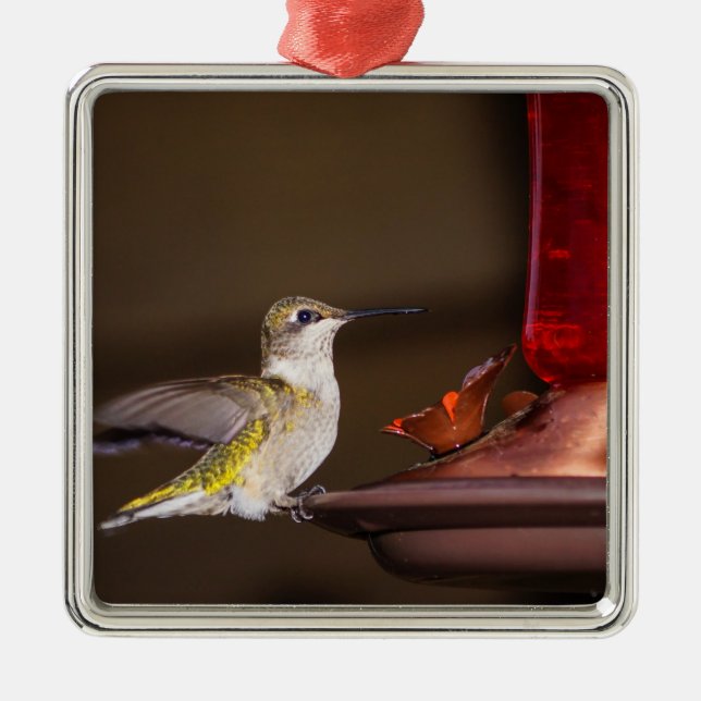 Female Ruby-throated Hummingbird Julgransprydnad Metall (Framsidan)